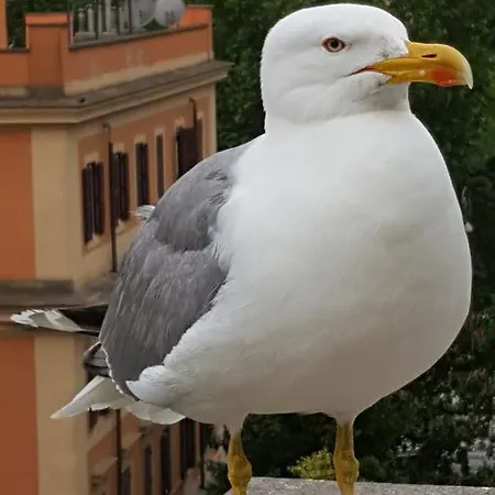 Bed & Breakfast A Casa Di Lia A Roma 4*